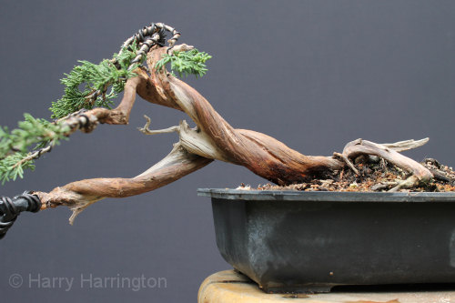 juniper bonsai